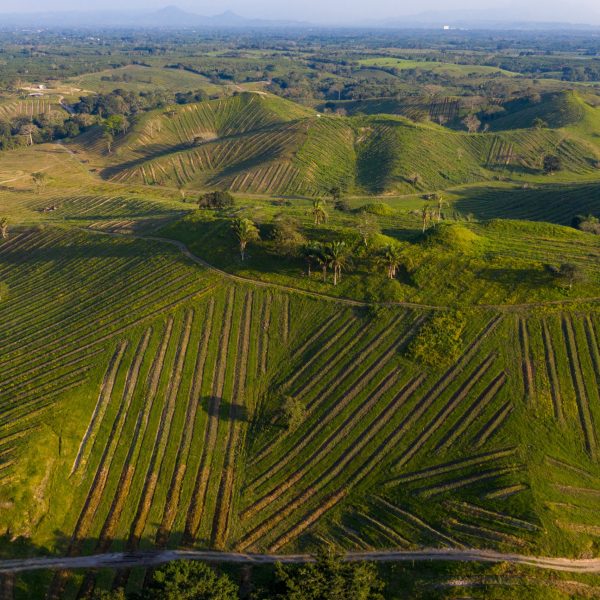 DJI_0317