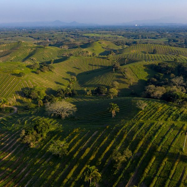 DJI_0322